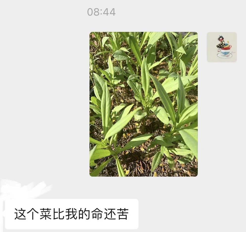 苦麦菜什么做才好吃😋