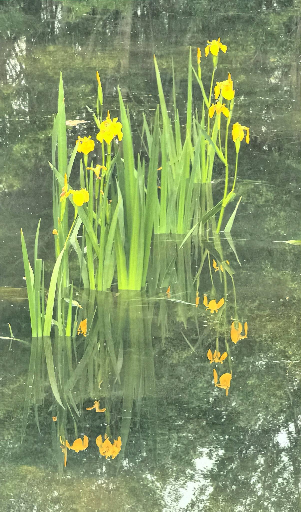 碧水映黄花，静谧如画卷。