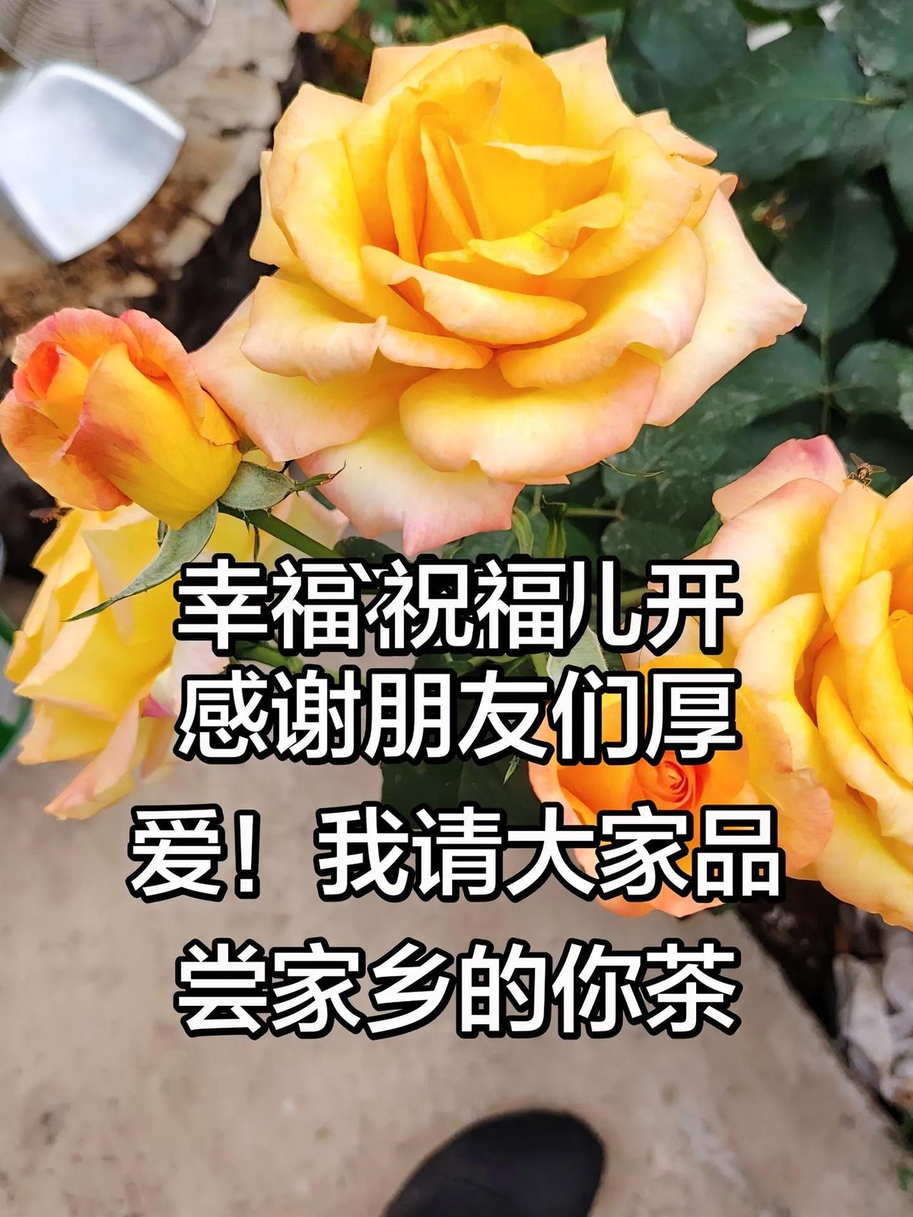 晒一晒你手机里的花卉照片