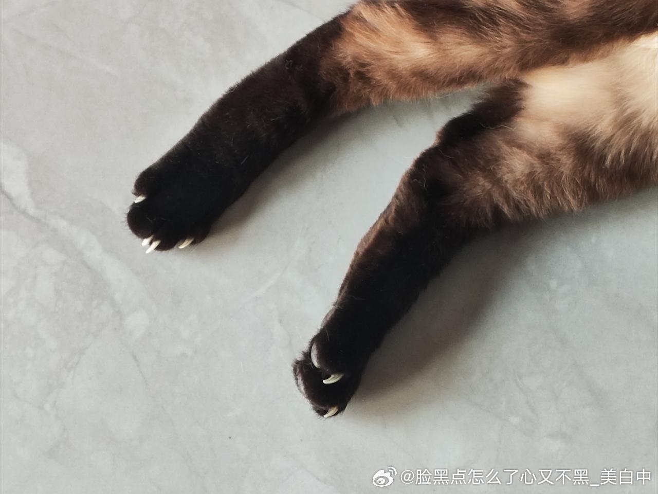 4022只黑脸不许偷吃。 