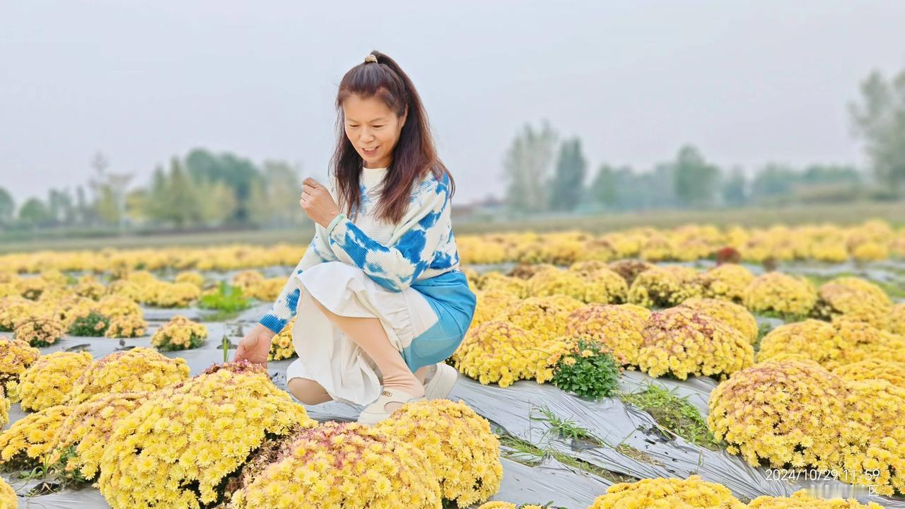 在成都天府农博园赏菊。