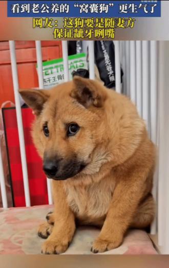 女子跟老公吵架后，看到老公养的狗狗，正夹着尾巴蹲在角落里，怯怯地望着自己，女子气