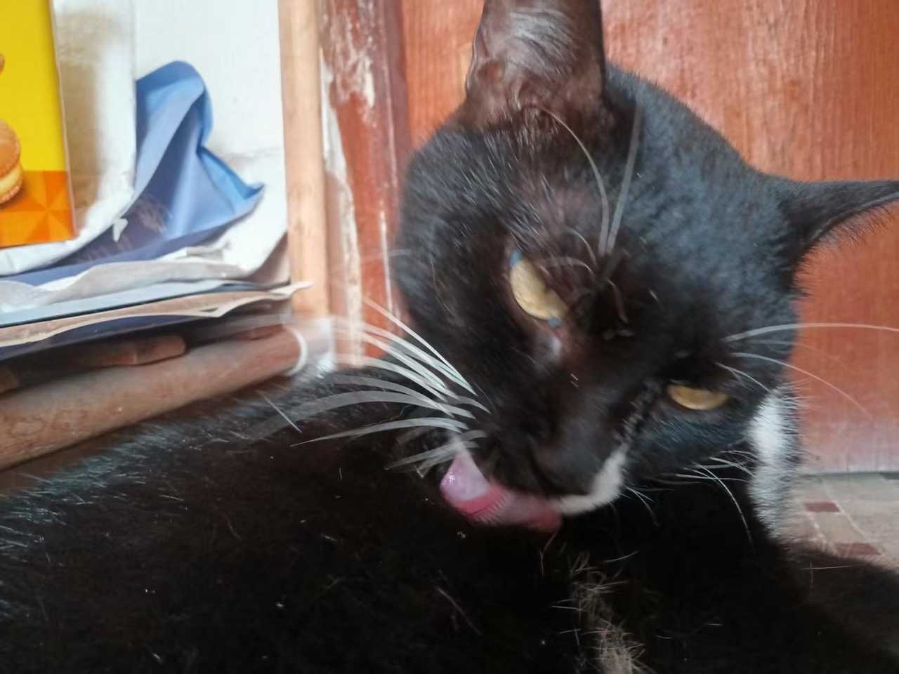 您刚摸了这里。daily奶牛猫 （投稿：） 