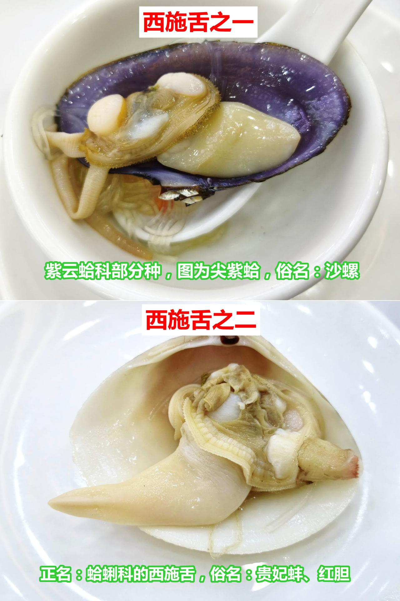 两种西施舌，你都吃过吗，哪种更美味？
海鲜科普 贝类