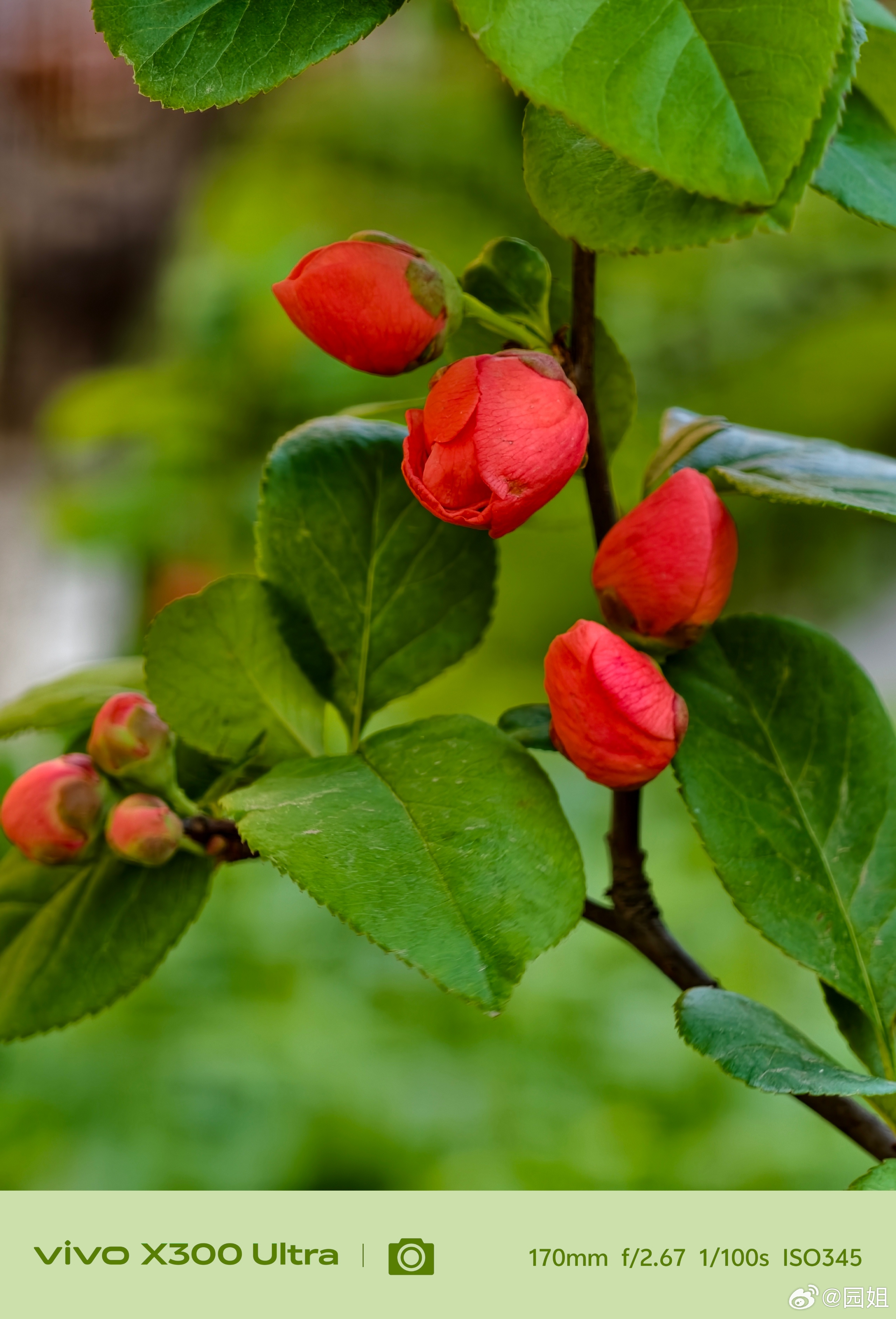 我们小区里的花都开了，这几天每次出门都满眼绿色，东北的夏天来了