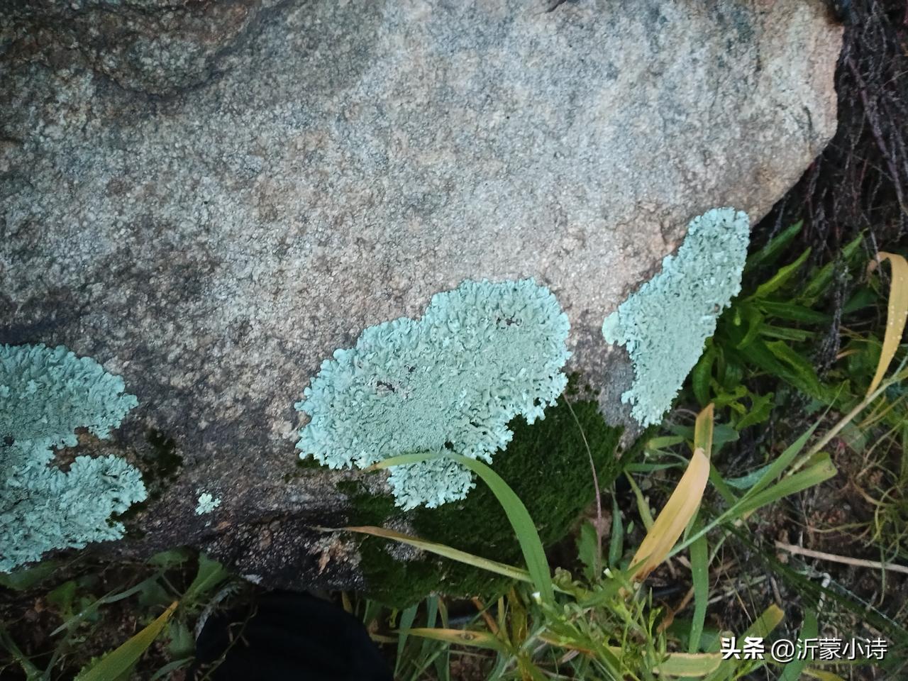 高纪明(山东)
卜算子·过荷塘
鱼在水中游，蛙在池边跳。老柳残蝉落高枝，声断人来