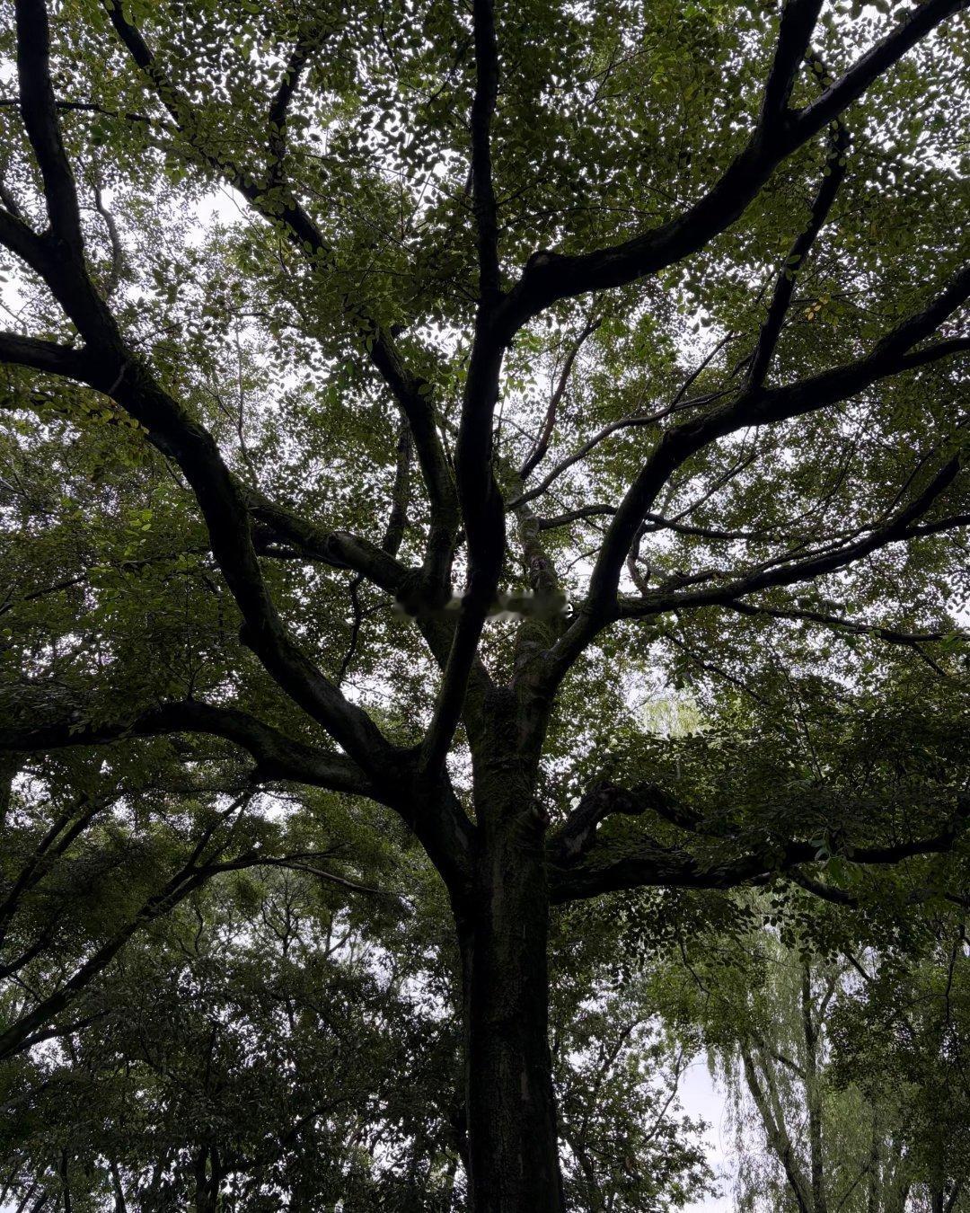 我们的人生并不总是干燥、明亮、排列整齐的它更像是一段湿润过度的梅雨季节那所有的猝