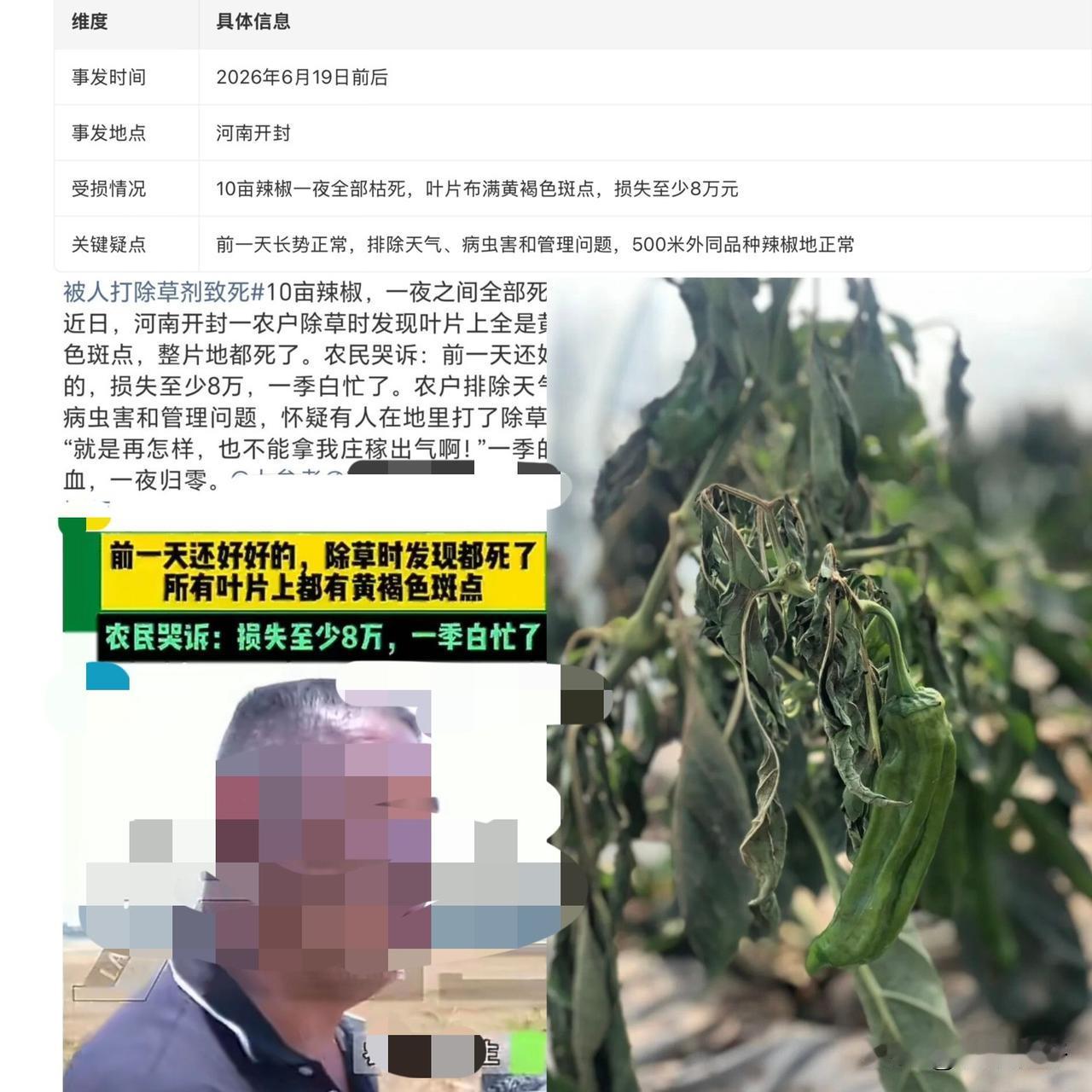 开封农户10亩辣椒一夜枯死，损失8万！专家一句话让人后背发凉

太心疼了！河南开
