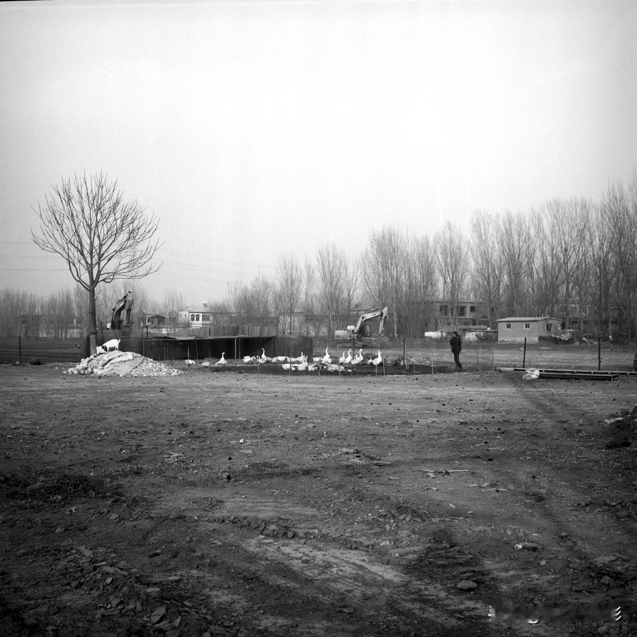 坐标：河北雄安新区安新县北张庄村。