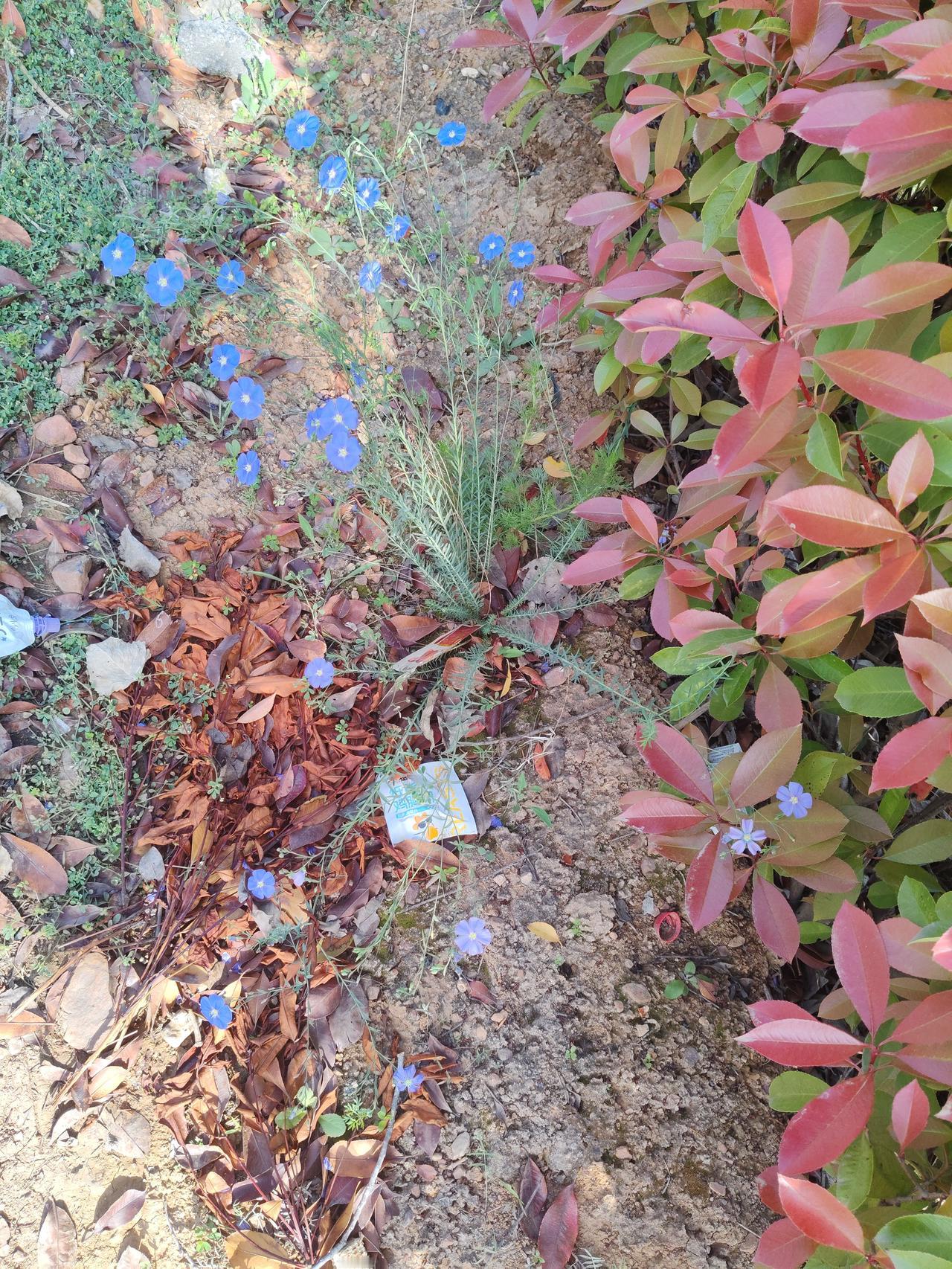 你看这路边无人在意的小蓝花，孤零零长在泥土枯叶堆里，旁边还是杂乱的绿化带，没人特