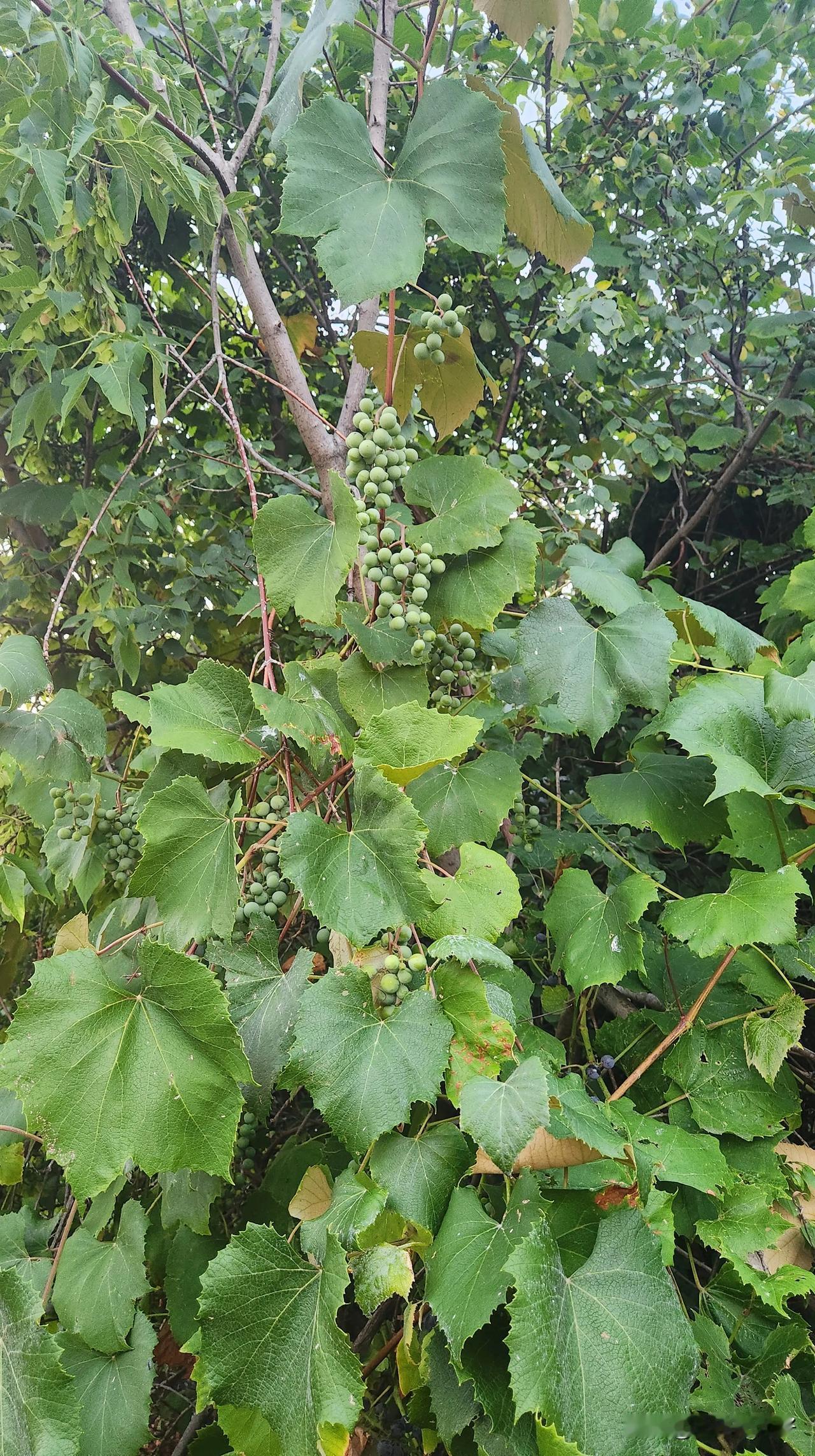 记录我的2025好多的野葡萄，有一些已经开始成熟了。