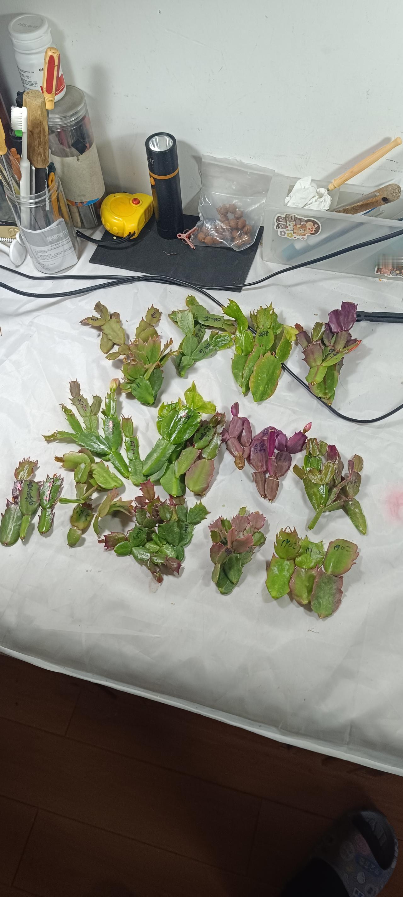 窗台这点地方，一年出一次叶片就没有了