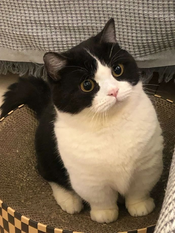 世界是一个巨大的奶牛猫  