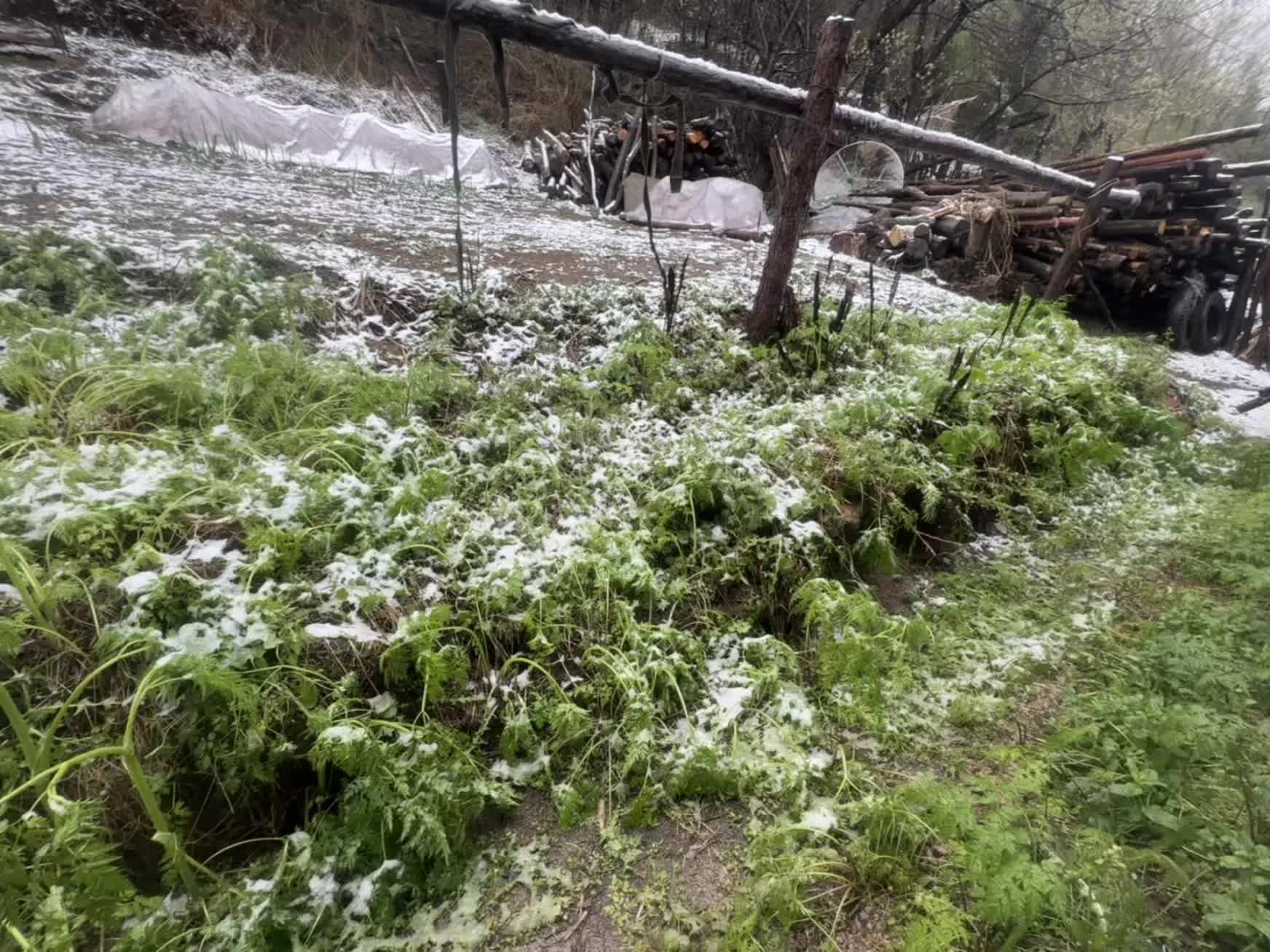 独属于我们家的极端天气，全县就我们这下雪了。