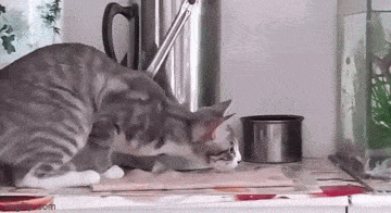 对小鱼图谋不轨的猫猫 ​​​