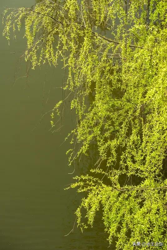 家附近公园的河边，简直是人间仙境。
河水清澈见底，在阳光的照耀下波光粼粼。岸边垂