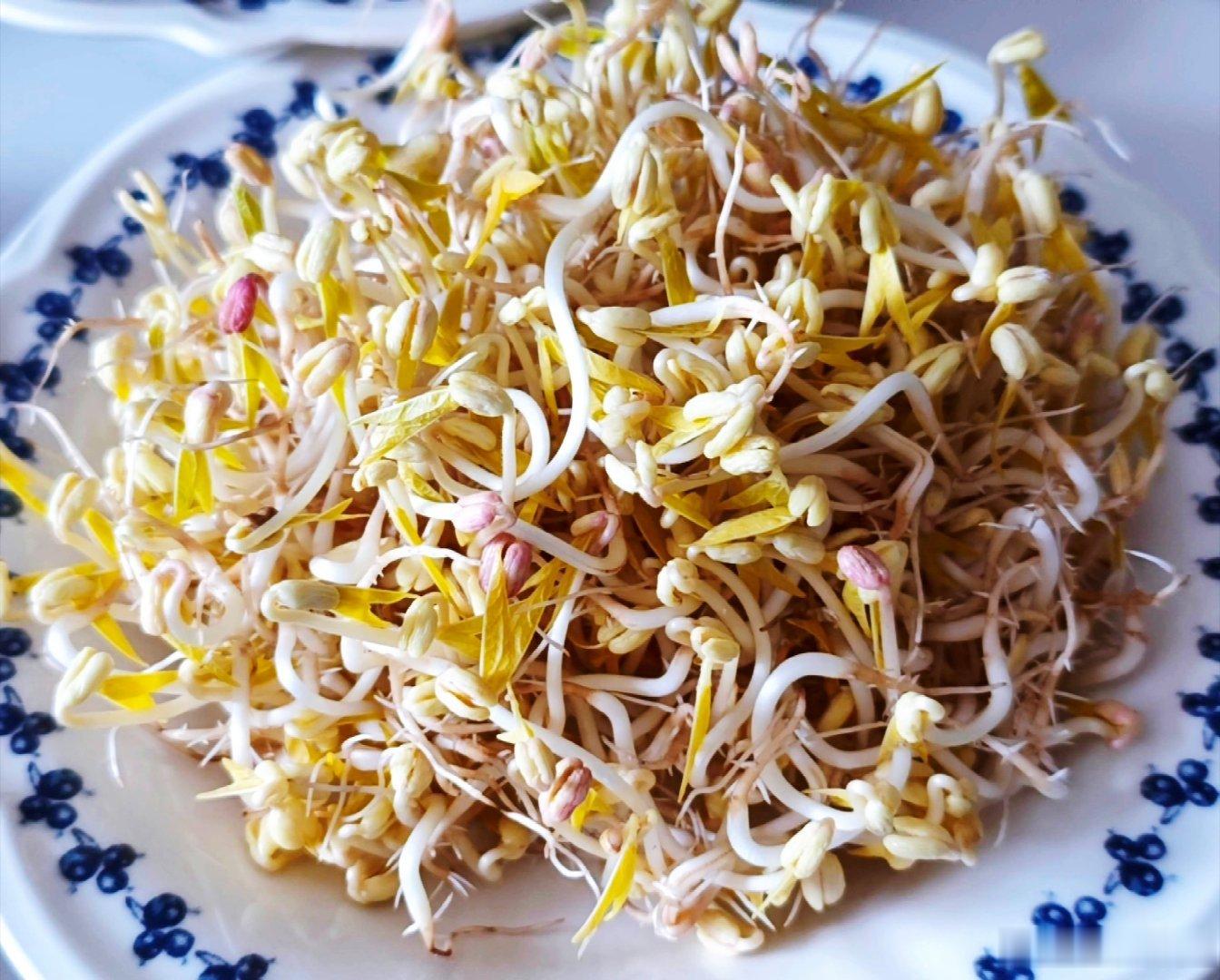 麻麻自己用豆子生的豆芽生活手记 德国