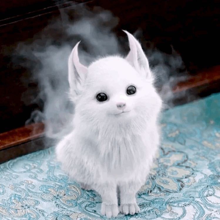 谁家的小狐狸跑出来啦🦊毛茸茸雪白雪白，乖乖巧巧，心都被萌化了。 