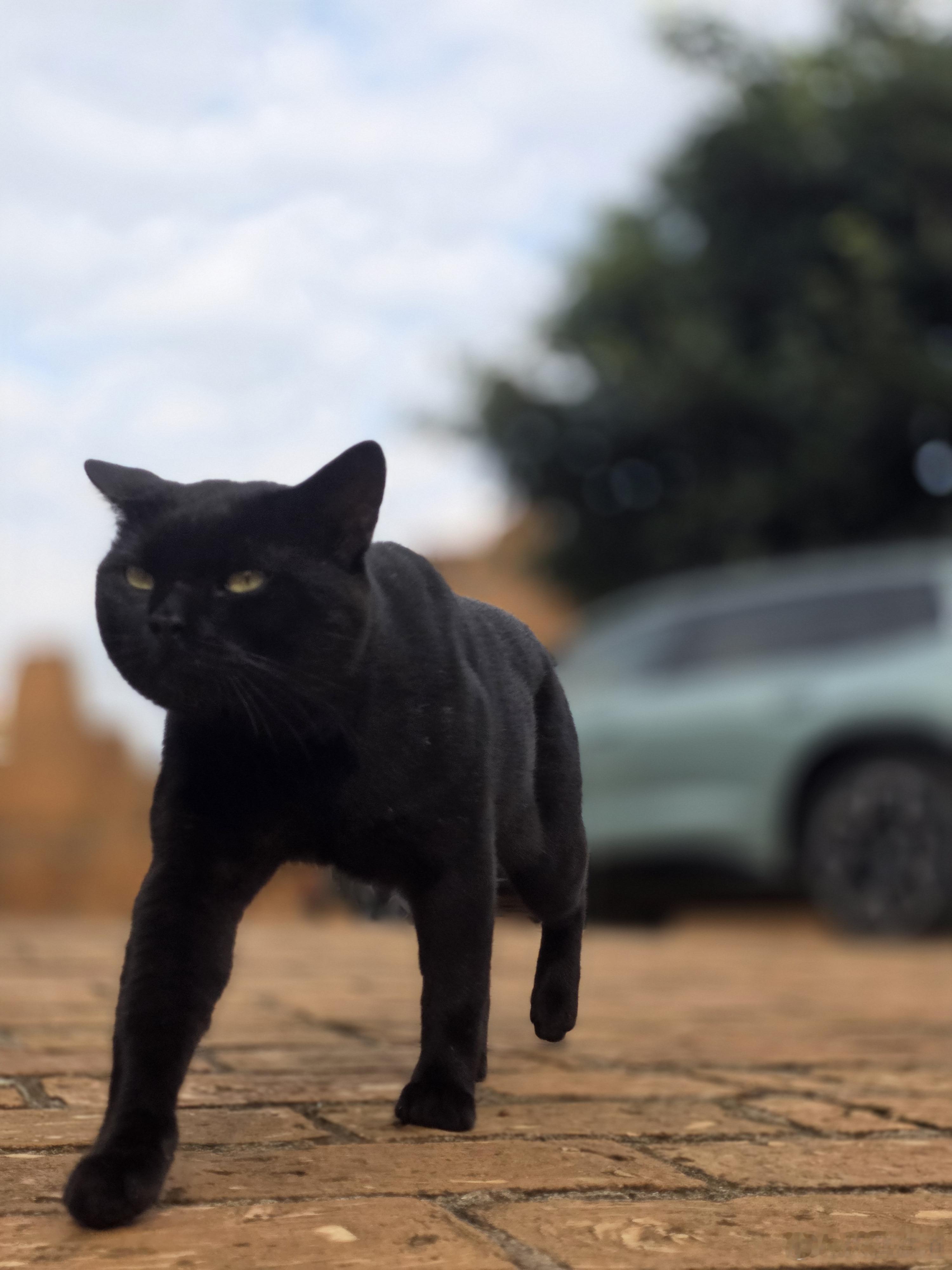 车模喵🐱，摆pose是专业的一汽大众T6IDAURAT6一汽大众一汽大众[超话