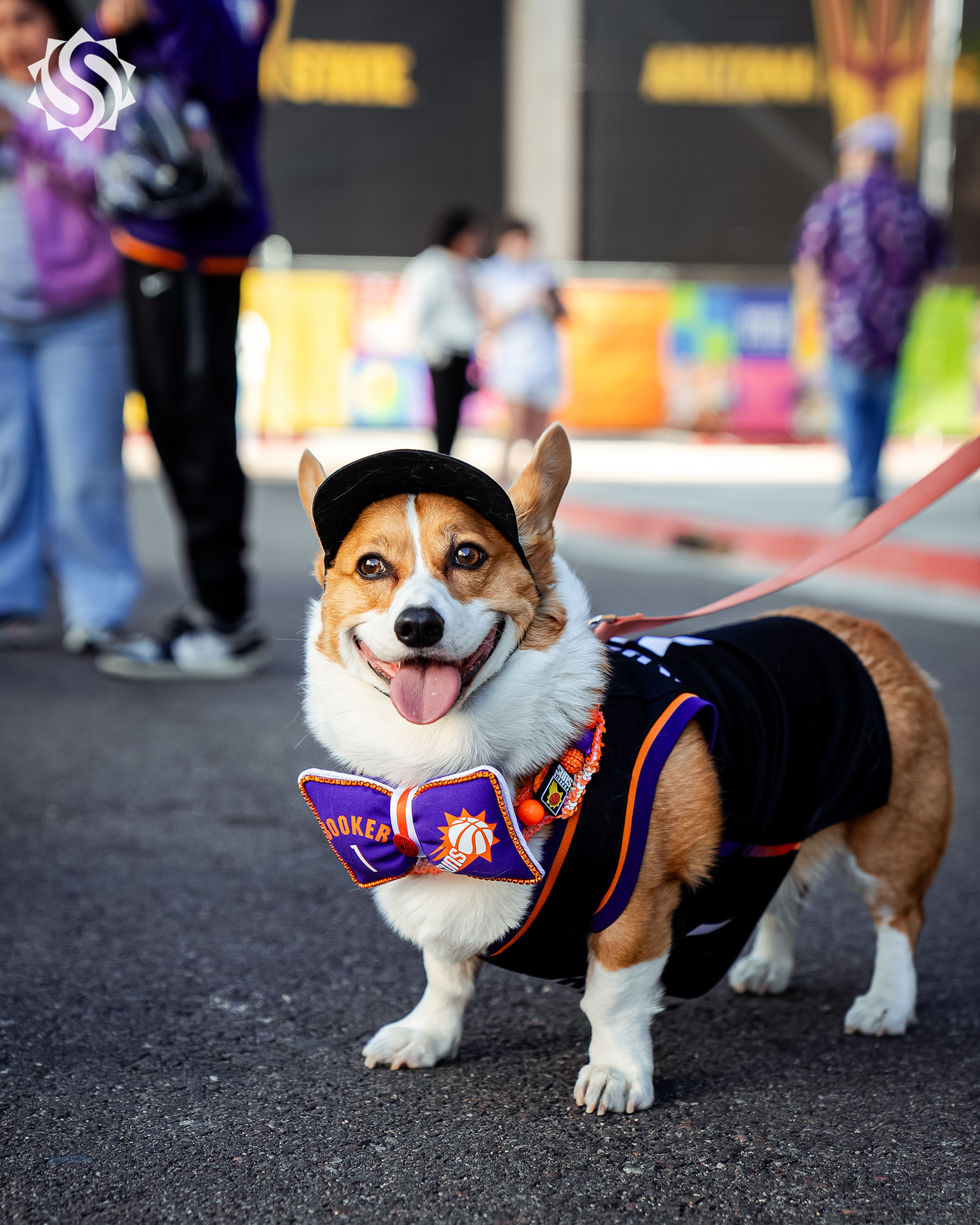 最“太阳”的柯基 🐶 今天能和狗狗一起，现场观赏山谷太阳的比赛！菲尼克斯太阳｜