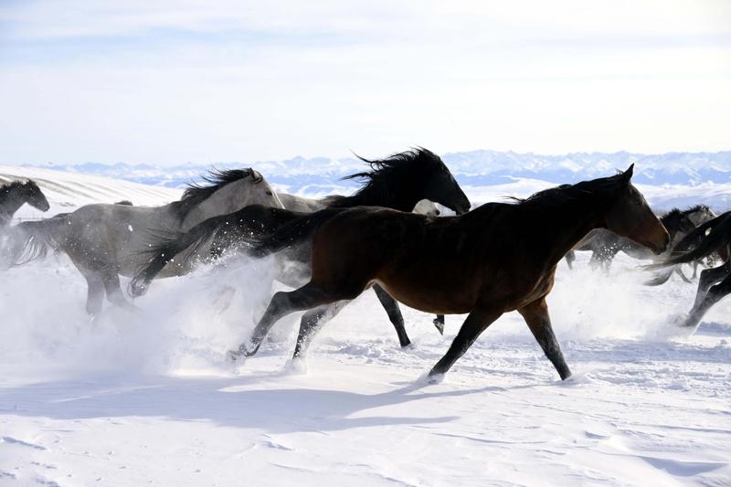 红袍坠马魂归处，她用47年把边疆活成传奇
 
谁还记得那个身披红斗篷，在昭苏雪原