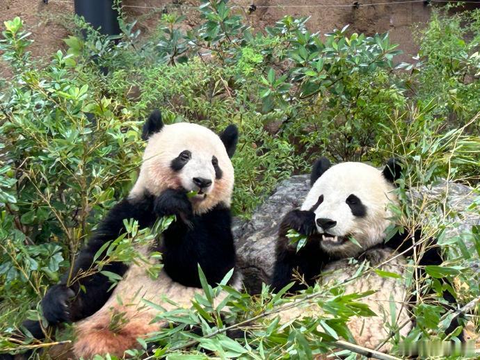 最后倒计时：日本熊猫全数归国，一个时代的终结

2026年2月20日，日本将送别