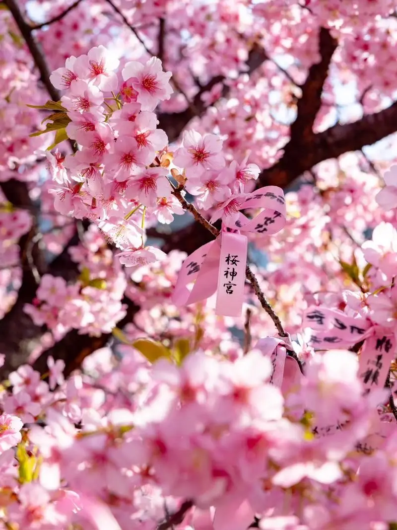 3月28-4月2往返6天日本拍樱花。粉嫩的樱花🌸席卷整个春天，美得不...