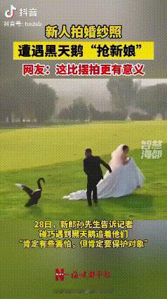 天鹅抢亲？山东一对新人正在草坪上拍摄婚纱照，一只黑天鹅摇摇晃晃地走来，瞪着一双小