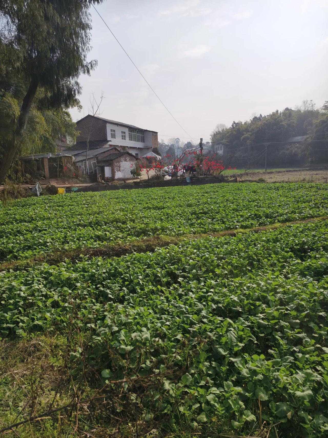 根在老家
        南木子
成人行天涯，
内心总牵挂。
归途不畏远，
根在