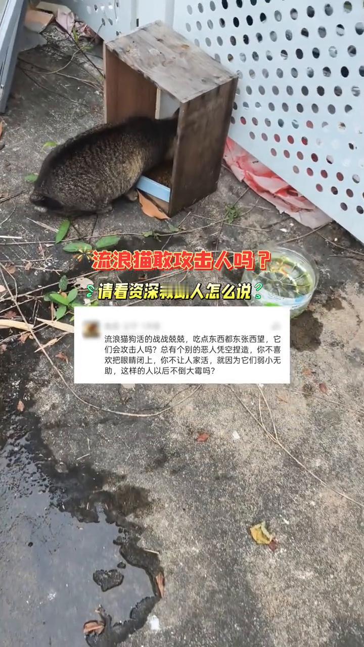 流浪猫敢攻击人吗？请看资深救助人怎么说。
流浪猫狗活的战战兢兢，吃点东西都东张西