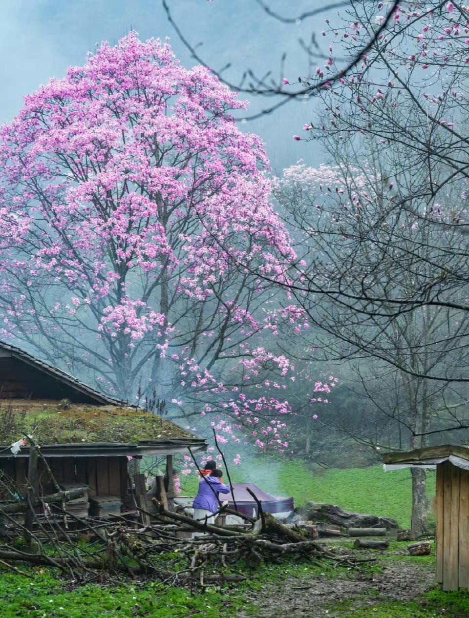 何事苍苔数点红，晓来花片落春风...