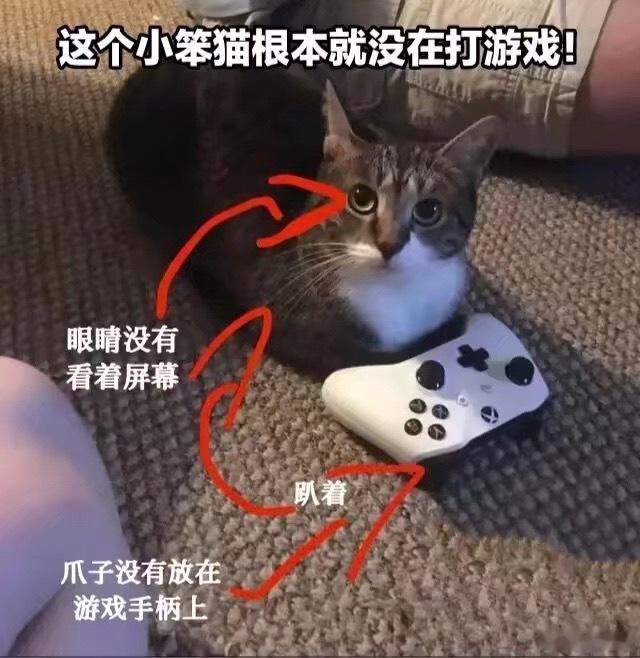 这些小猫就是会装 