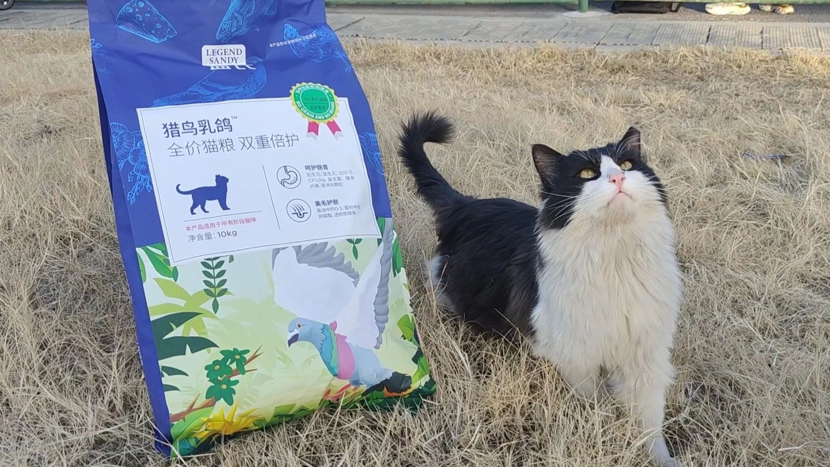 猫咪优选！（内部解密版）