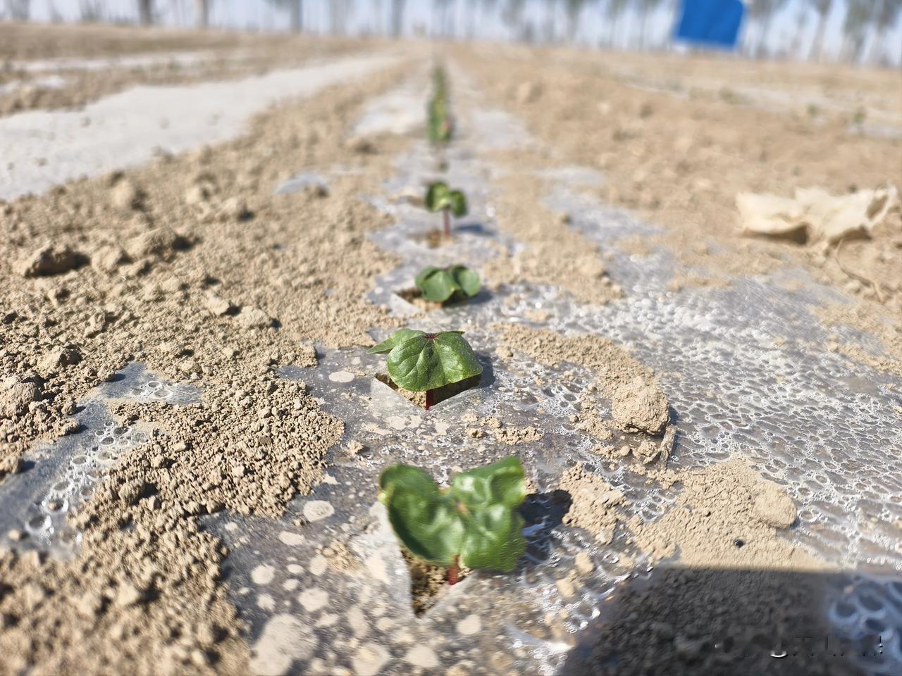 春日生活打卡季 新苗破土生，绿意满田间。