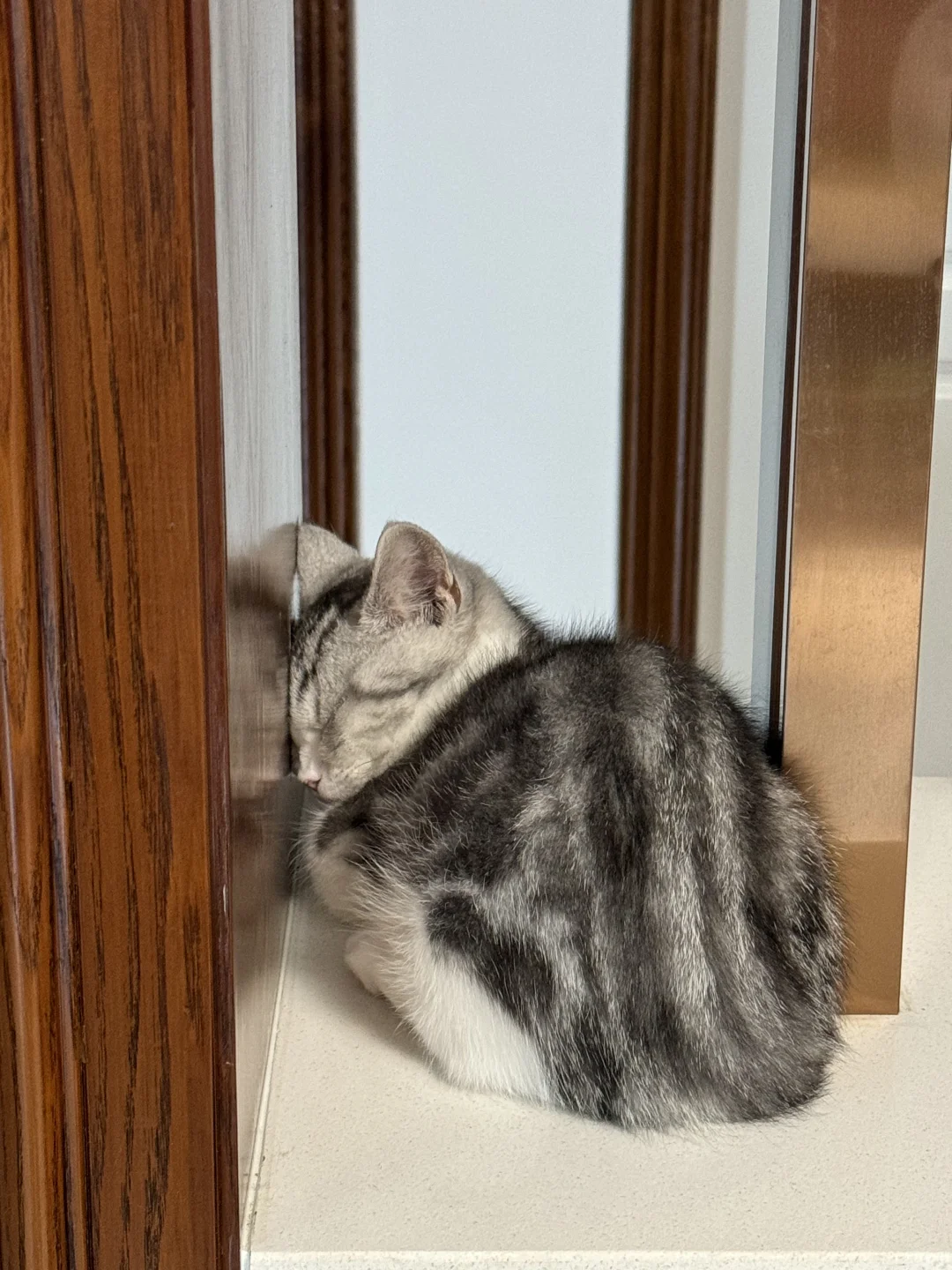 小猫都听不下去了