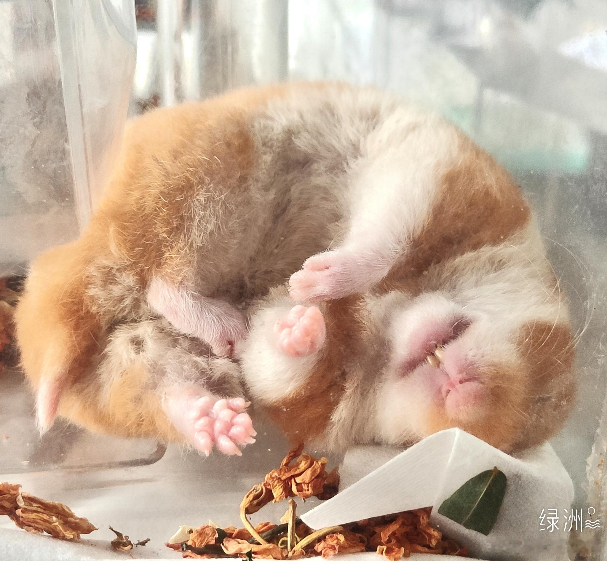 天气炎热，少动多睡。招财睡得像一只小烤猪一样，进宝直接侧卧，小爪子肉垫真可爱。 