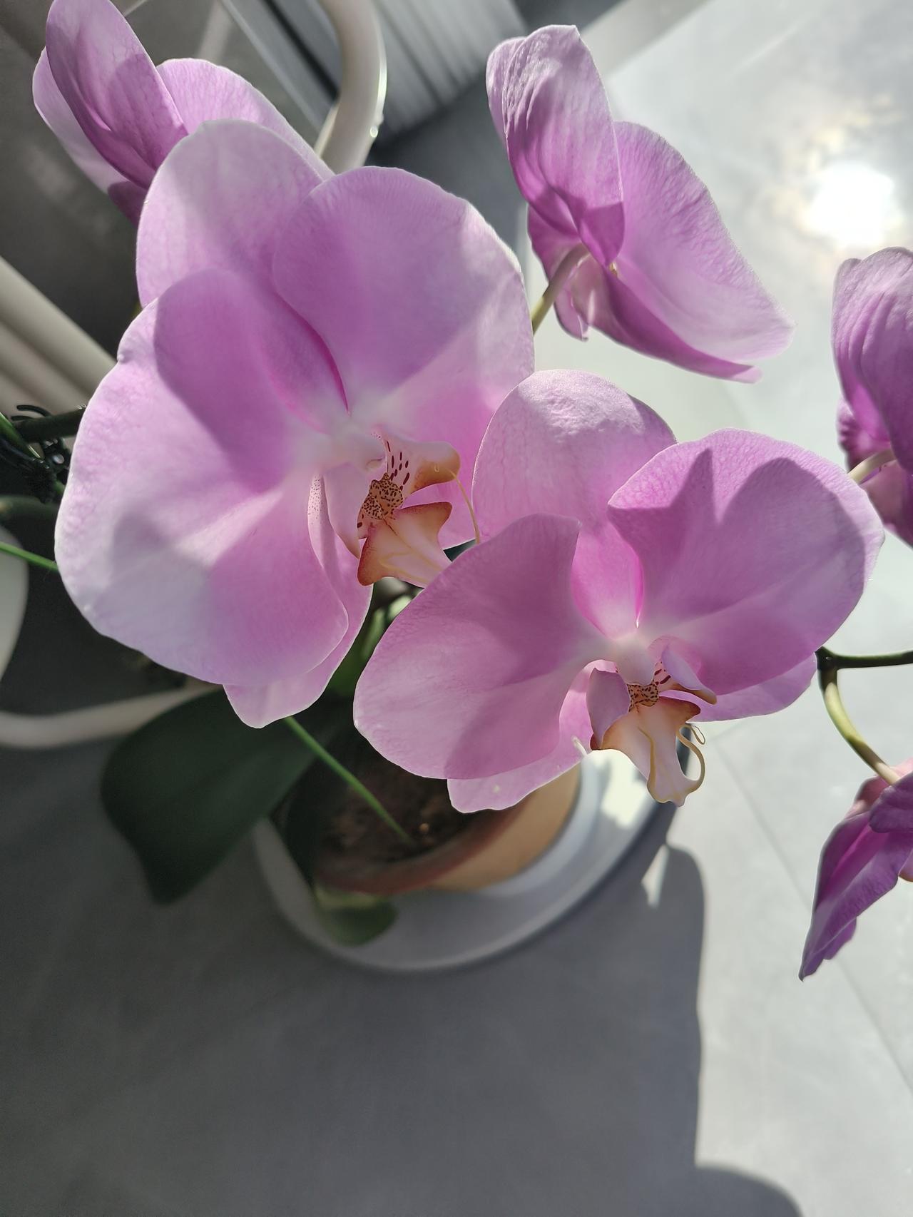 粉色的兰花
仿若大自然悄然藏匿的小小惊喜
蝴蝶兰因花型酷似蝴蝶而得名
阳光下
那