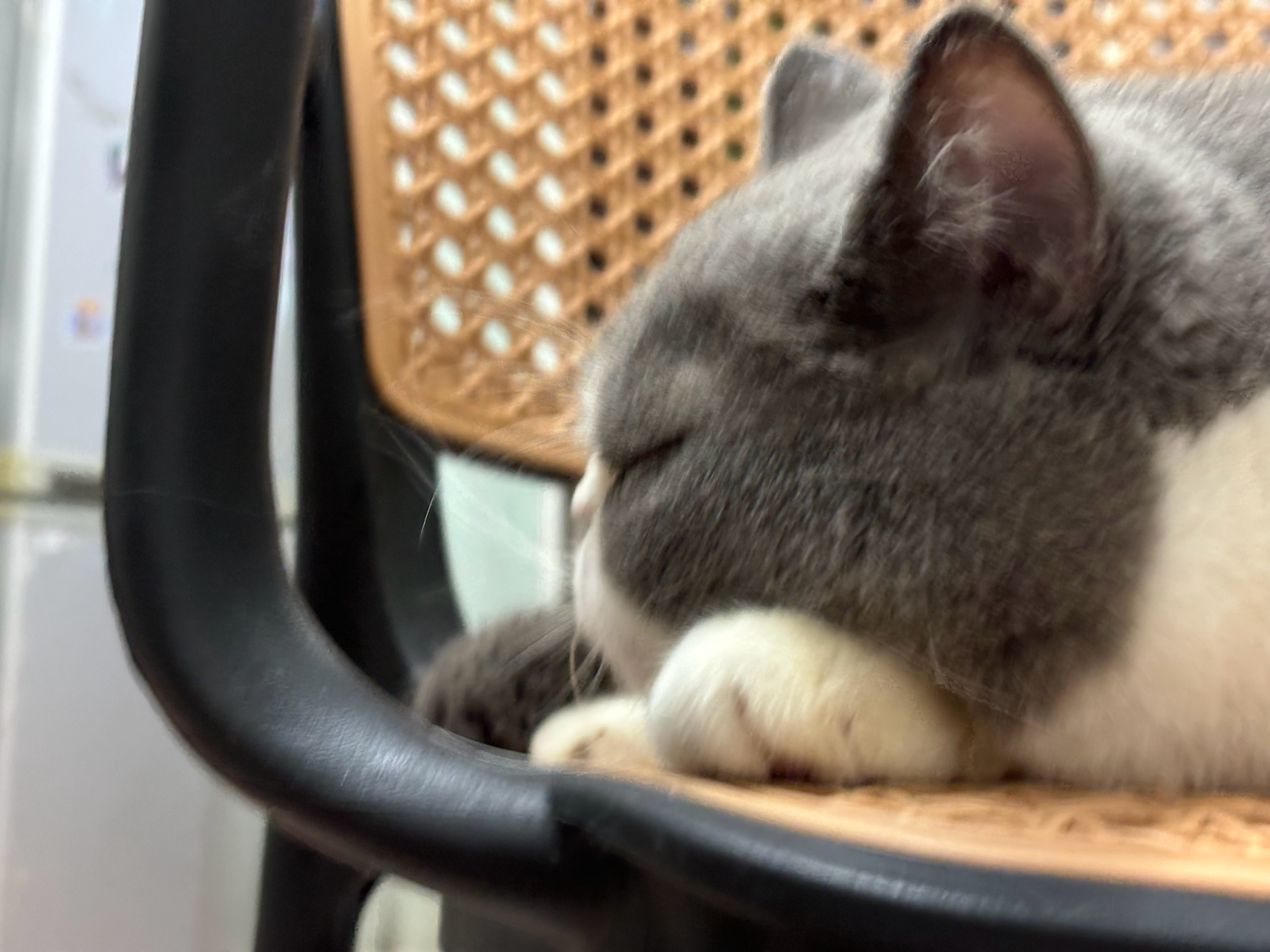 猫  🐱～ 