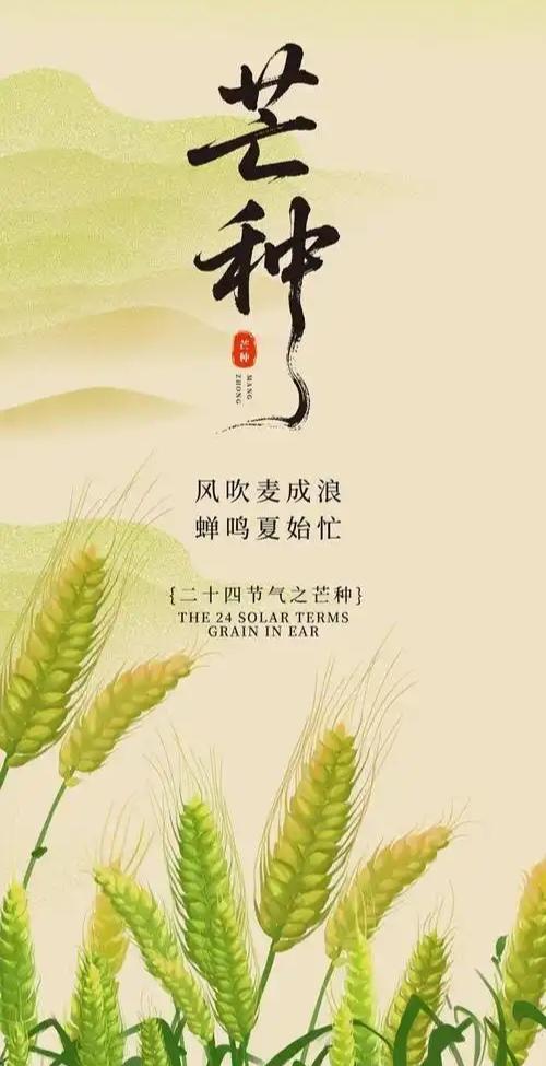 今日芒种，麦穗初盈，芒种时节，和风轻拂，大地正悄悄酝酿丰收的甜蜜。
今日芒种