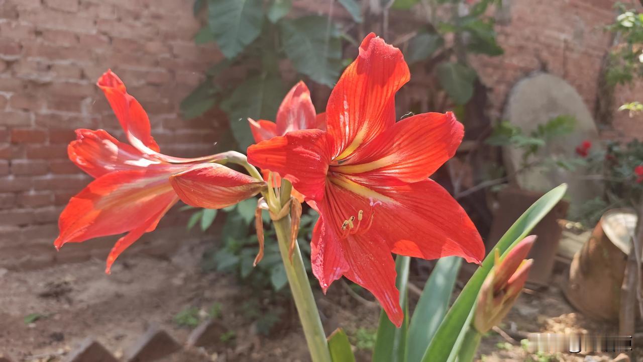 老家小院的对红开了，一簇簇火红的花朵格外醒目。几只蜜蜂嗡嗡地绕着花蕊打转，翅膀沾