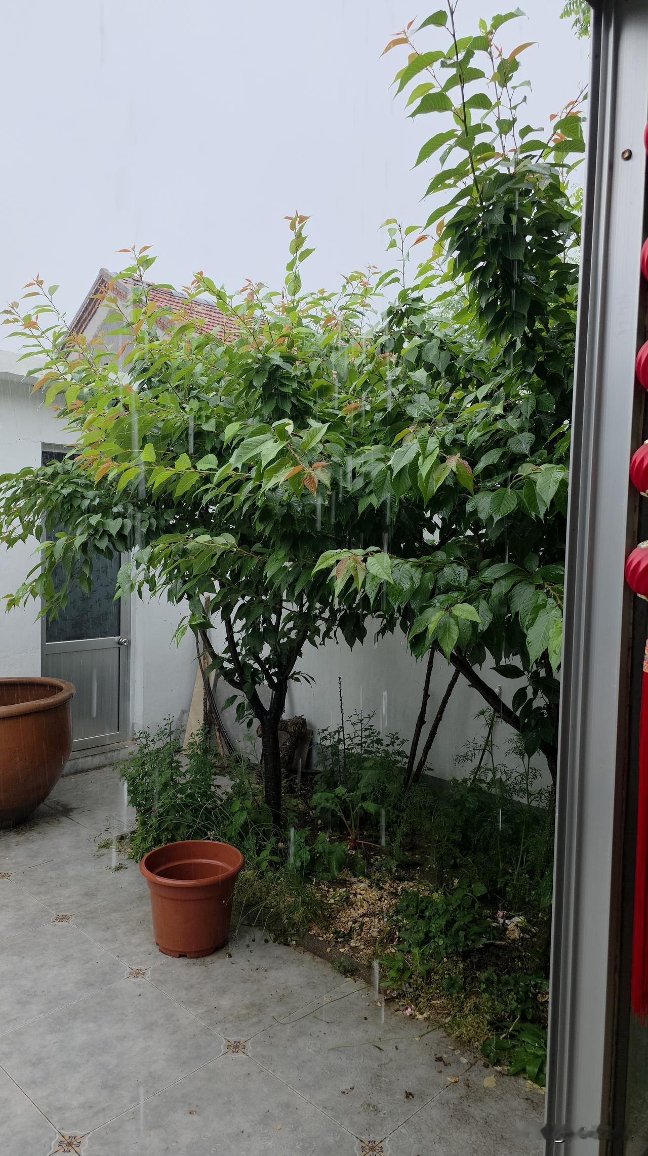 终于了！终于了！！终于了！！！

凌晨三点开始，预报中的大雨终于来了！

知道这