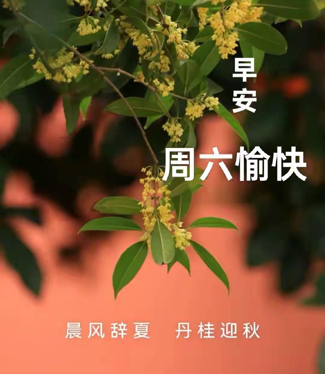 清晨一句简单早安，不用华丽辞藻，却能治愈人心。
把温柔送给自己，也捎给身边的人。