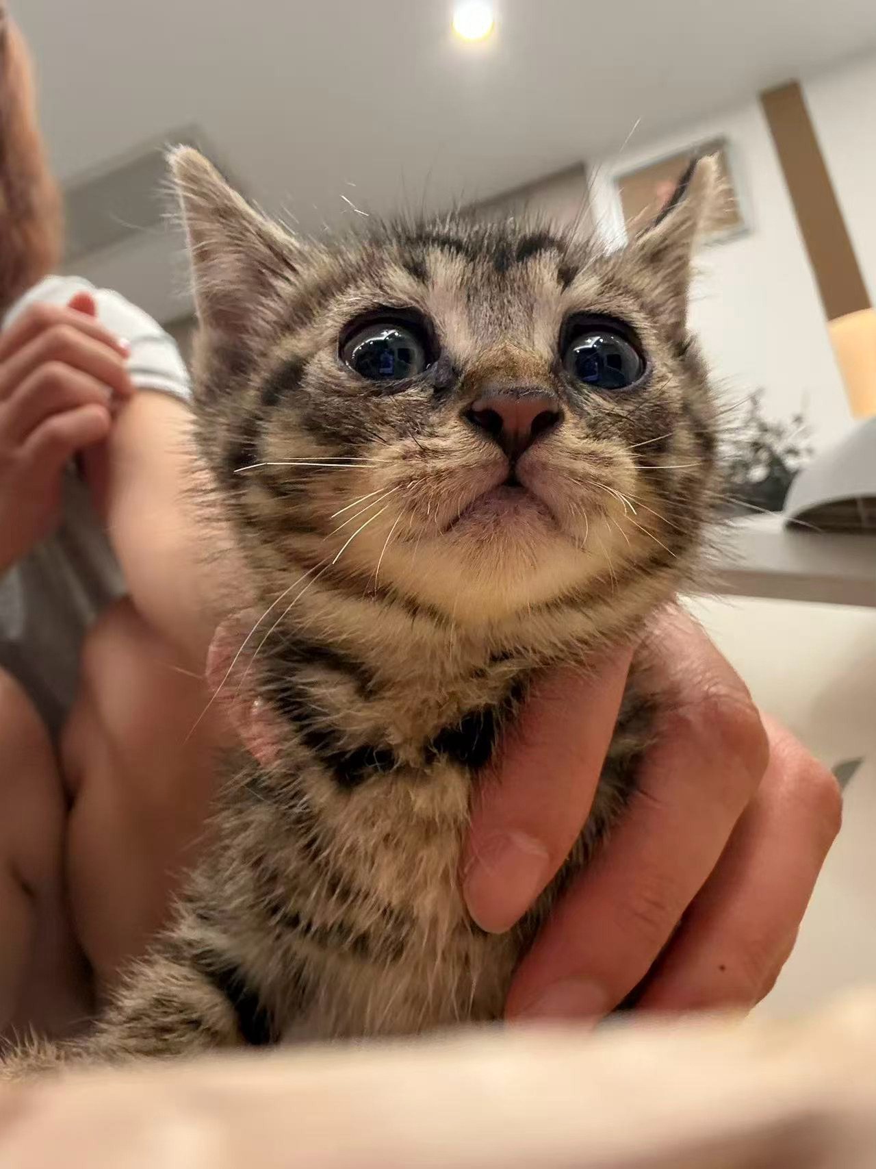 杭州哪个宝宝想体验养小奶猫，全杭州寻找靠谱中转家庭
