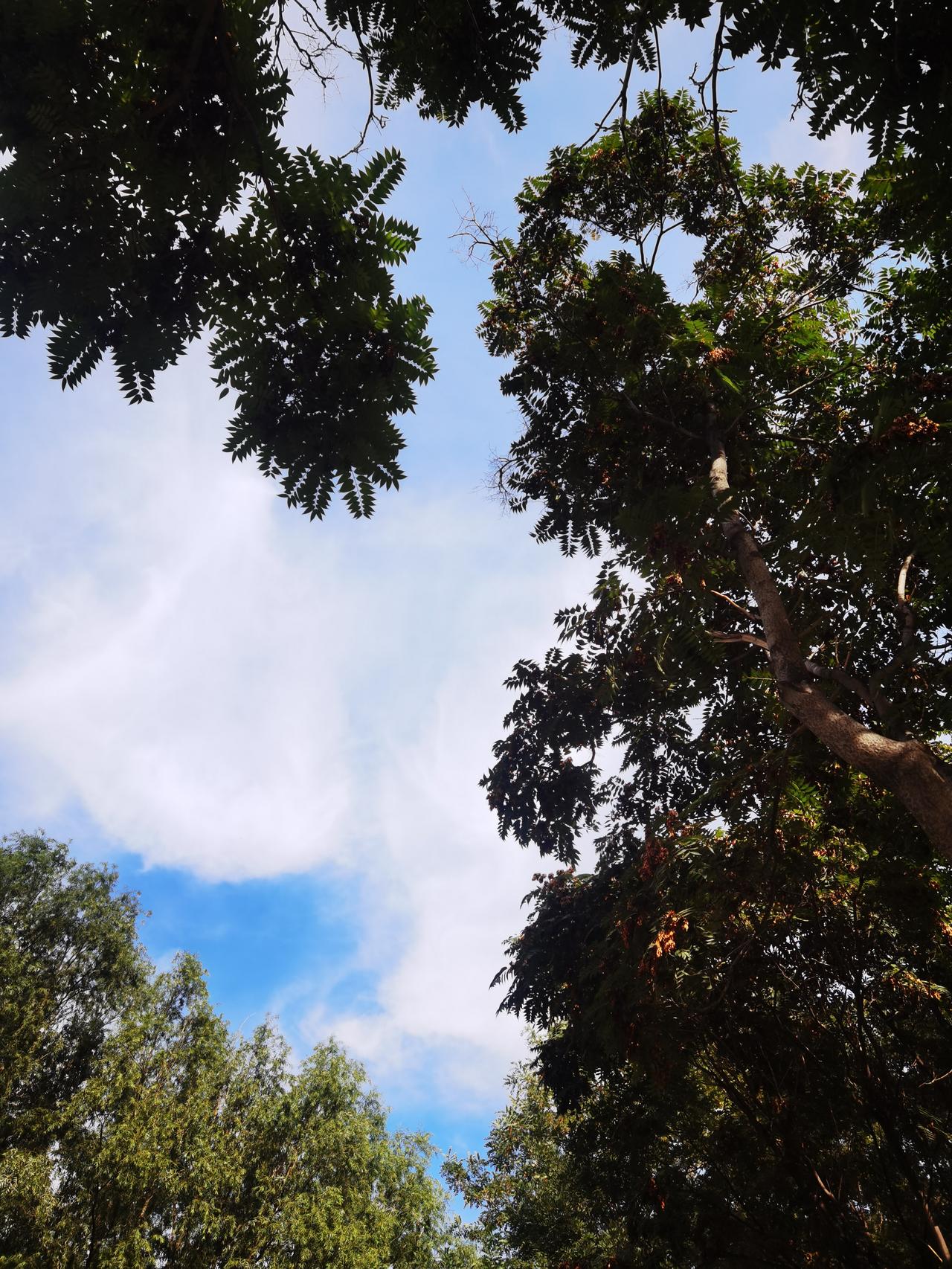 中秋节已过，我确实也回了家。因为家里有父母，这是生活的根。父母是大树，我们是树枝