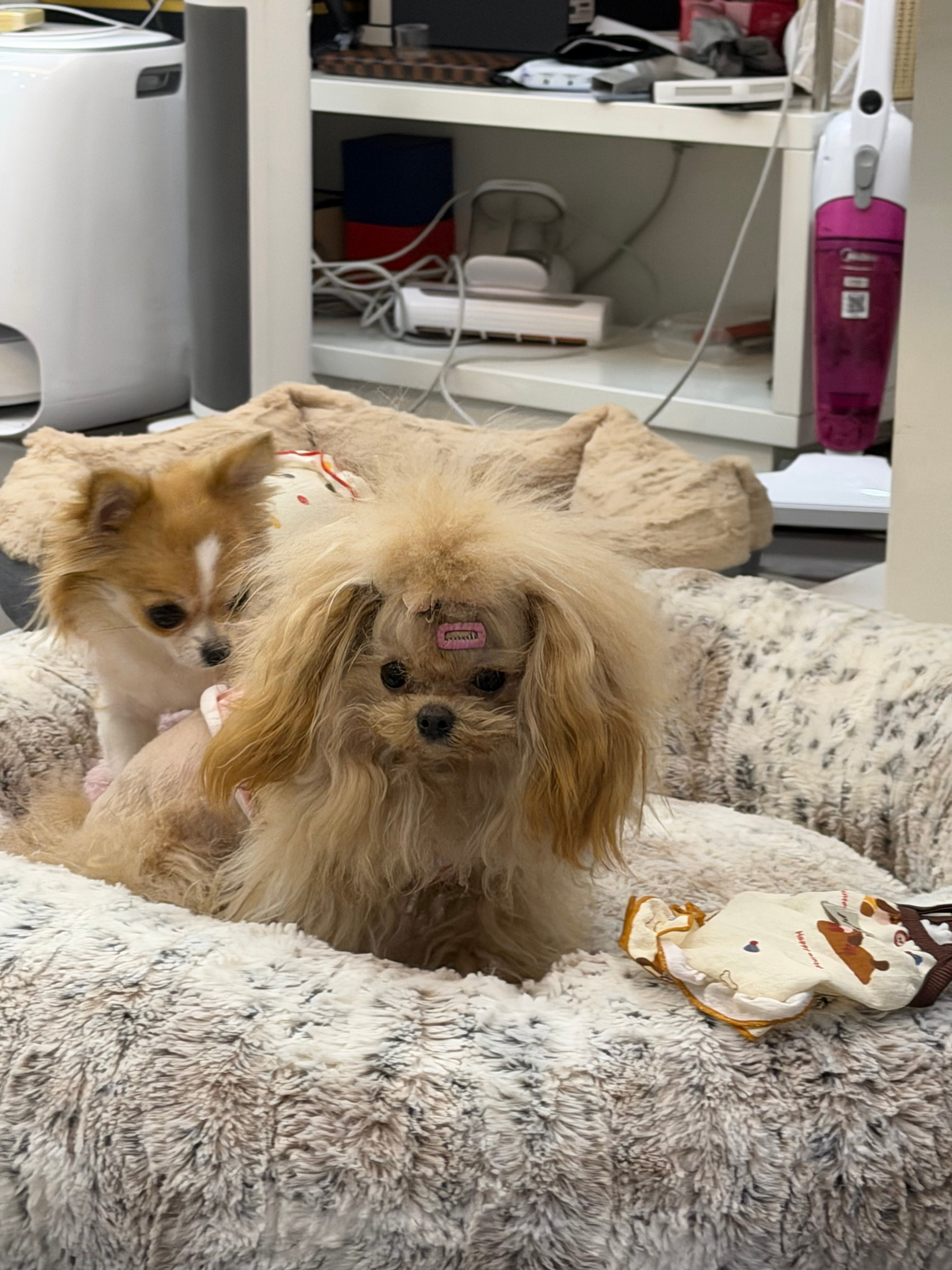 家里来了一群小小小狗