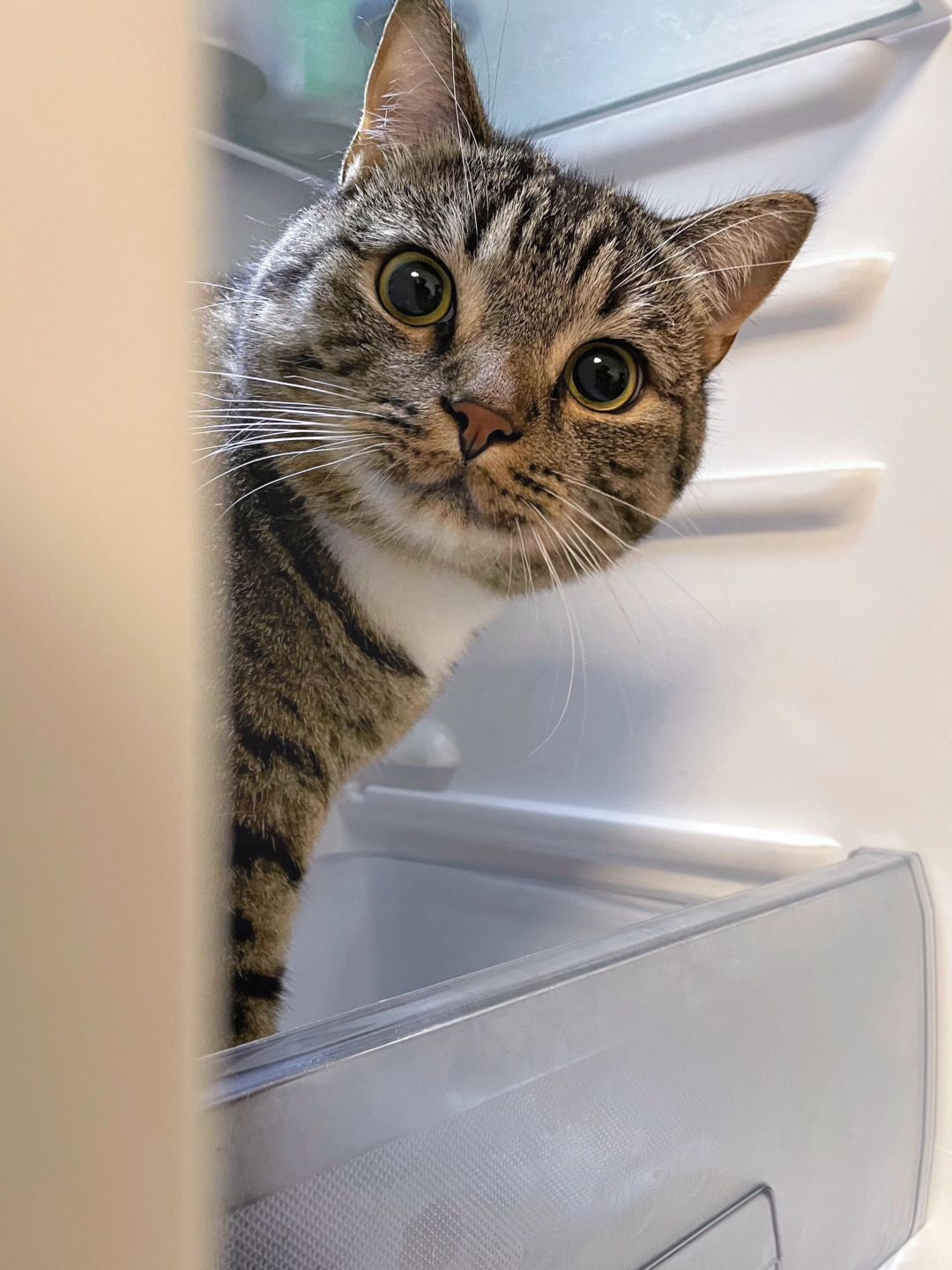 三秒交出你家小猫的名字！