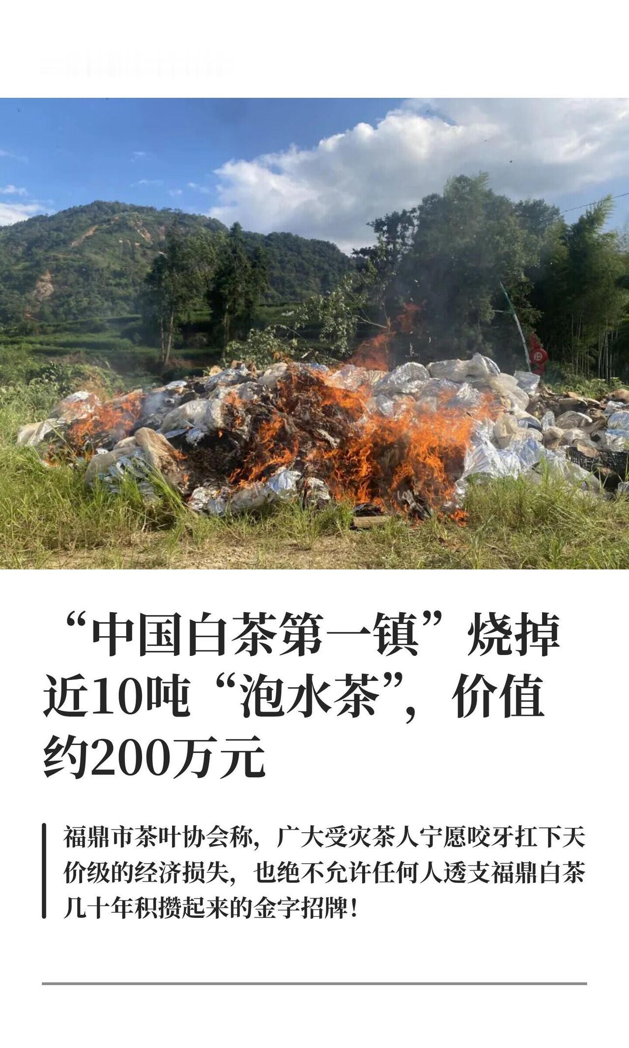 台风“沙德尔”猛灌一阵，福鼎点头镇——就是那个“中国白茶第一镇”——直接被泡了。