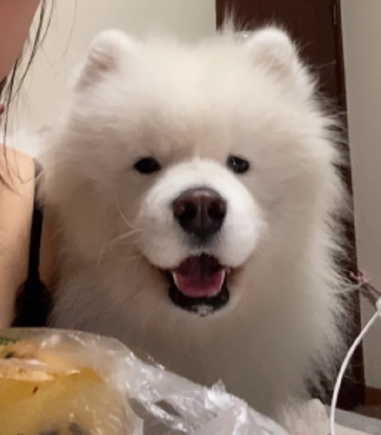 wx视频里的小狗怎么也这么可爱啊