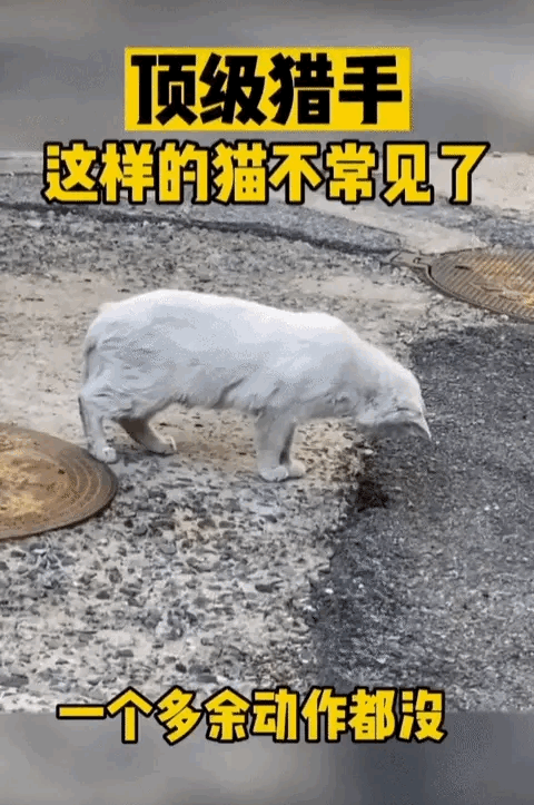 这样的猫越来越不常见了！记得我们小时候，家里养的猫，抓老鼠真是毫不手软，真是一抓