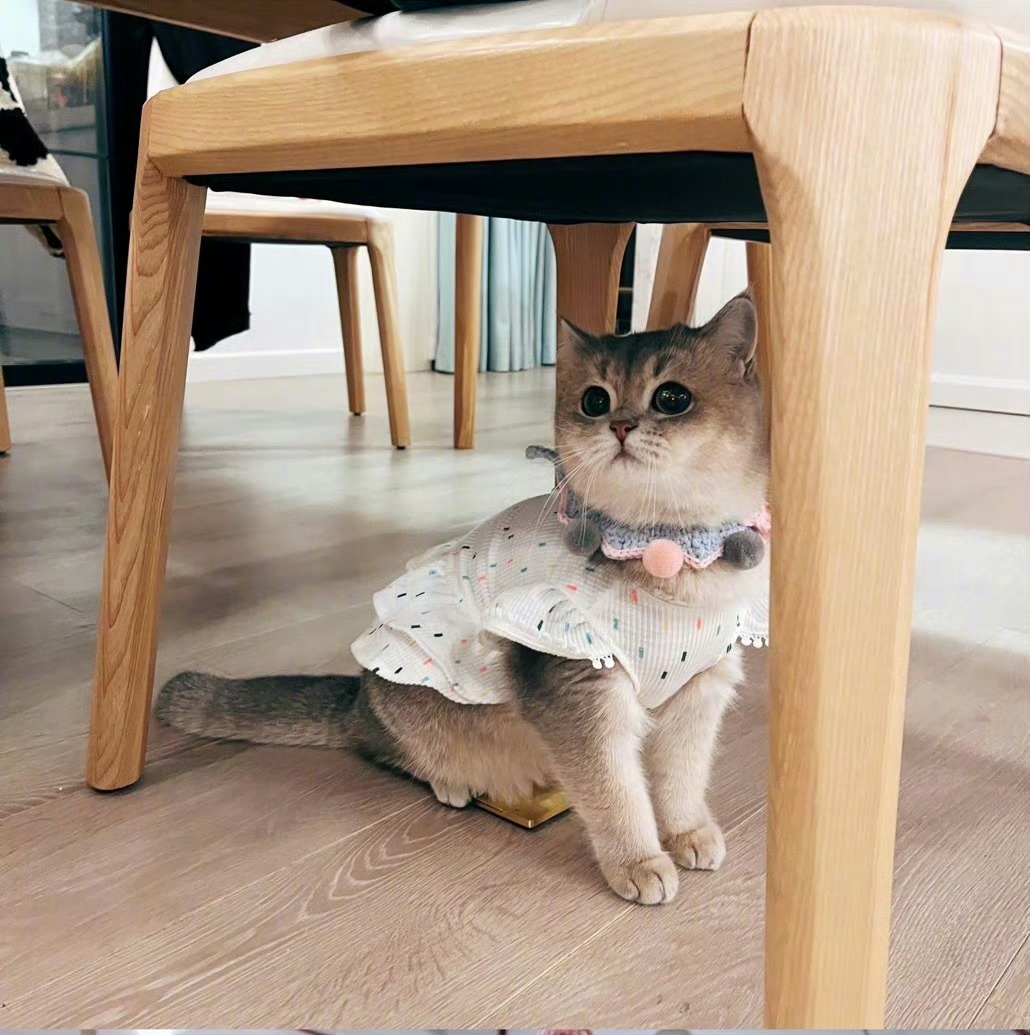 猪比萌神 